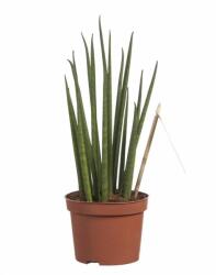  Sansevieira Mikado anyósnyelv 25 cm-es cserépben, kb. 60 cm magas