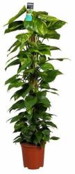  Epipremnum Mosstok szobafutóka 24 cm-es cserépben, kb. 120 cm magas