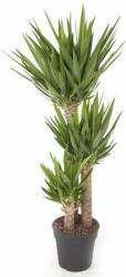  Yucca óriás pálmaliliom 27 cm-es cserépben, kb. 140 cm magas