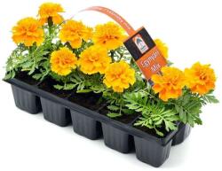 Oázis narancssárga bársonyvirág, 6 db pakkban (szállítás Április 30 - Május 10 között)