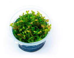 Aqua Art növény - Rotala rotundifolia Green (zselés) (8400-22)