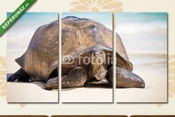 Többrészes Vászonkép, Premium Kollekció: Seychelles óriás teknősbéka(125x70 cm, L01)