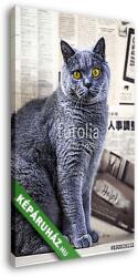 Vászonkép: Premium Kollekció: Kék brit macska otthon(95x140 cm)
