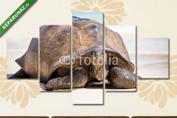 Többrészes Vászonkép, Premium Kollekció: Seychelles óriás teknősbéka(135x70 cm, S01)