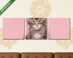 Többrészes Vászonkép, Premium Kollekció: Aranyos fülbevaló baba cica macska ül egy rózsaszín háttér(125x40 cm, B01)