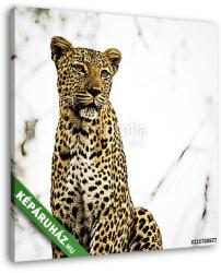  Vászonkép: Premium Kollekció: Portrait of Leopard in a Tree, in South Africa(140x140 cm)