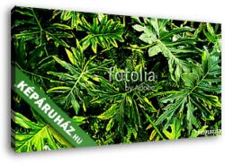 Vászonkép: Premium Kollekció: trópusi zöld levél(145x80 cm)