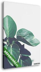 Vászonkép: Premium Kollekció: Trópusi zöld növény(100x135 cm)