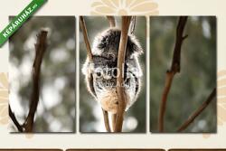 Többrészes Vászonkép, Premium Kollekció: Ausztrál koalámpa aludni(125x70 cm, L01)