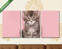 Többrészes Vászonkép, Premium Kollekció: Aranyos fülbevaló baba cica macska ül egy rózsaszín háttér(125x60 cm, L02)