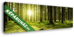 Vászonkép: Premium Kollekció: Napfény a zöld erdőben. (55x20 cm)