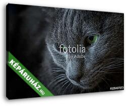  Vászonkép: Premium Kollekció: Orosz kék macska portréja(125x85 cm)