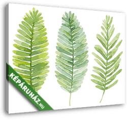  Vászonkép: Premium Kollekció: vektoros készlet akvarell levelek. Nyár zöld levelek a páfrány. (145x110 cm)