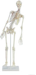 Erler Zimmer Miniatűr emberi csontváz mozgatható gerinccel és izomnyomokkal, 80 cm (MO-3045)
