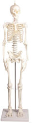 Erler Zimmer Miniatűr emberi csontváz mozgatható gerinccel, 80 cm (MO-3040)