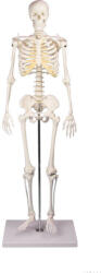 Erler Zimmer Miniatűr emberi csontváz, 80 cm (MO-3032)