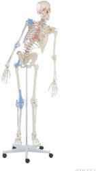 Erler Zimmer Emberi csontváz rugalmas gerincoszloppal, izomjelölésekkel és kötőszövetekkel, 176 cm (MO-3016)