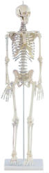 Erler Zimmer Miniatűr emberi csontváz izomjelekkel, 80 cm (MO-3035)