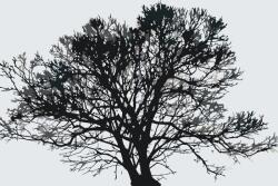  Festés számok szerint - Fekete-fehér fa Méret: 40x60cm, Keretezés: Keret nélkül (csak a vászon)