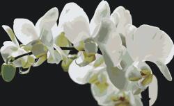 Festés számok szerint - Fehér orchidea 2 Méret: 40x60cm, Keretezés: Keret nélkül (csak a vászon)