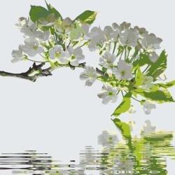  Festés számok szerint - Cseresznyeág Méret: 50x50cm, Keretezés: Keret nélkül (csak a vászon)