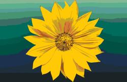 Festés számok szerint - Sárga virág 1 Méret: 40x60cm, Keretezés: Keret nélkül (csak a vászon)