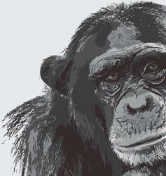  Festés számok szerint - Csimpánz Méret: 40x50cm, Keretezés: Keret nélkül (csak a vászon)