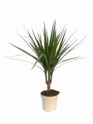  Dracaena Marginata Magenta sárkányfa 17 cm-es cserépben kb. 25 cm magas
