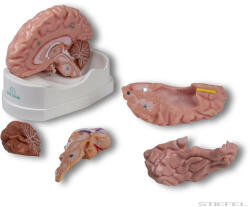 Erler Zimmer Anatómiai agymodell, 5 részes - EZ kiterjesztett valóság (MO-C918)