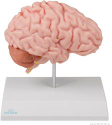 Erler Zimmer Anatómiai agymodell, fél - EZ kiterjesztett valóság (MO-C915)