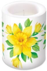 PAW Daffodils in Bloom 10x12 cm