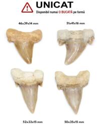  Fosil Natural Dinte de Rechin - 46-52 x 33-41 x 14-16 mm - ( XXL ) - 1 Buc