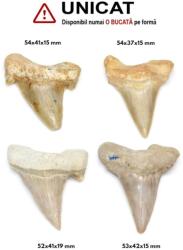  Fosil Natural Dinte de Rechin - 52-54 x 37-42 x 15-19 mm - ( XXL ) - 1 Buc