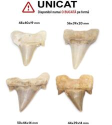 Fosil Natural Dinte de Rechin - 44-56 x 39-46 x 14-20 mm - ( XXL ) - 1 Buc