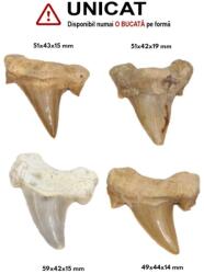  Fosil Natural Dinte de Rechin - 49-59 x 42-44 x 14-19 mm - ( XXL ) - 1 Buc