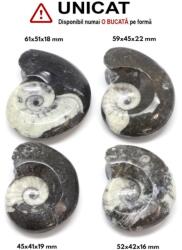 Fosil Natural Goniatit - 45-61 x 41-51 x 16-22 mm - ( XXL ) - 1 Buc