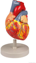 Erler Zimmer Emberi szív, kétszeres életnagyságú, 4 részes (MO-G112)