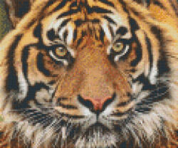 Pixelhobby Pixel szett 4 normál alaplappal, színekkel, tigris (806141)