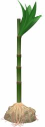 TETRA Plantă artificială TETRA Bambus asiatic M 24 cm