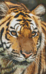 Pixelhobby Pixel szett 8 normál alaplappal, színekkel, tigris (808079)