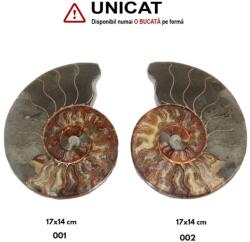  Fosil Natural Brut Ammonit Cleoniceras Druzy - 17 x 13 x 1, 5-2 cm - ( XXL) - 1 Buc