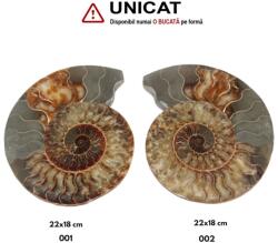 Fosil Natural Brute Ammonit Cleoniceras Druzy - 22x18 cm - ( XXL)