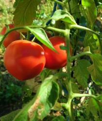 Capsico Prekos 250 szem