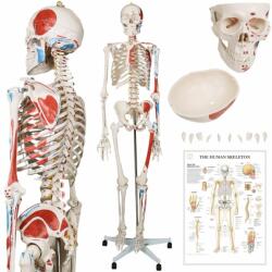 Jago Emberi csontváz makett 181 cm (SC50101)