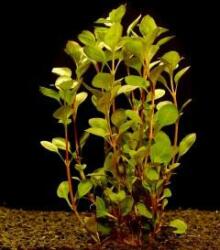 INVITAL Ludwigia palustris (Cserép Ø 5, 5 cm)