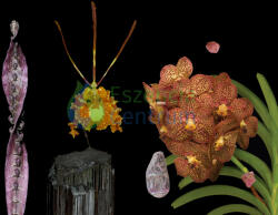  Highest Reflection összetett orchidea eszencia