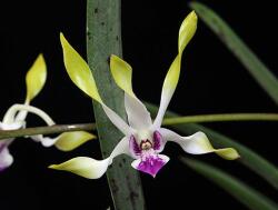  Moon Child orchidea eszencia