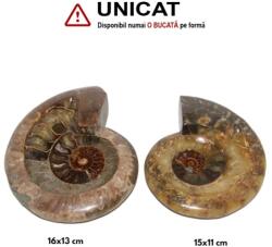  Fosil Natural Brute Ammonit Cleoniceras Opalizat Druzy - 26x21x5 cm - ( XXL) - 1 Buc