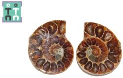  Fosil Natural Brute Ammonit Cleoniceras Opalizat Druzy - 51x41 mm - ( XXL) - 1 Pereche