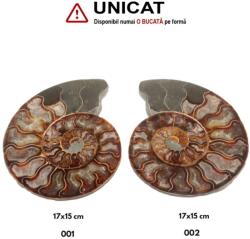  Fosil Natural Brut Ammonit Cleoniceras Druzy - 15x12x1, 5-2 cm - ( XXL) - 1 Buc